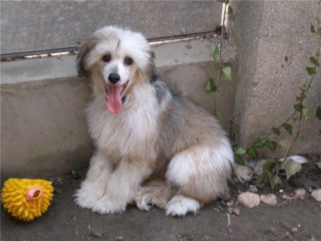 Djentelmen Udachi Black of Channel