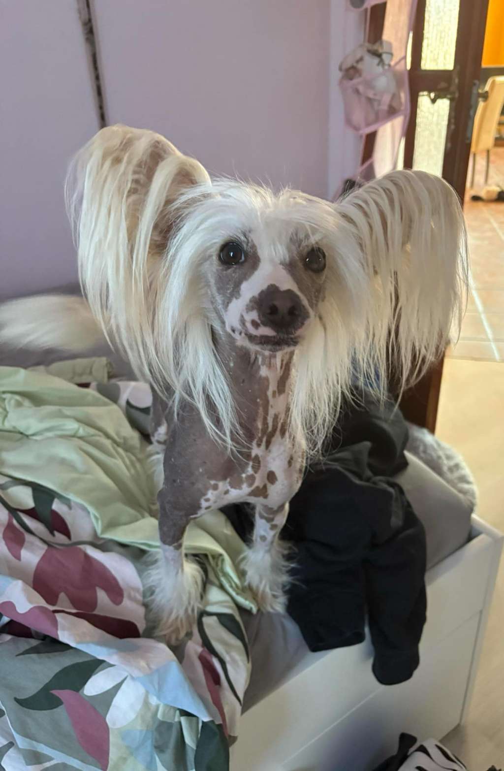 Golden Deer Mazekeen