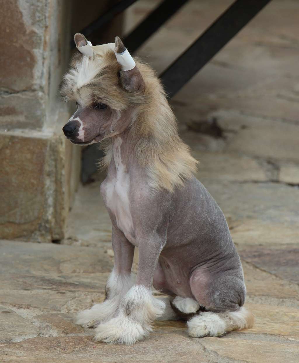 Sweet licked de Almamasan