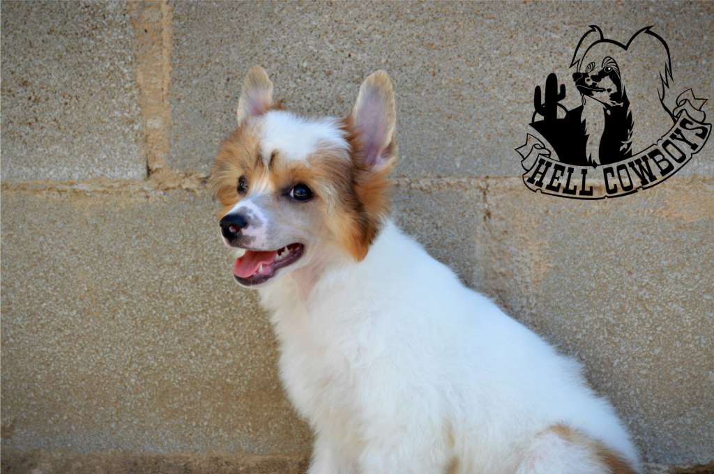 Hell Cowboys Spirit of a Savage Mustang