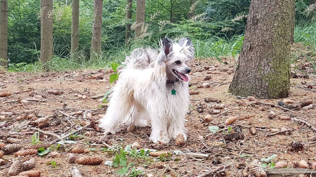 Habibi of Purple Rain