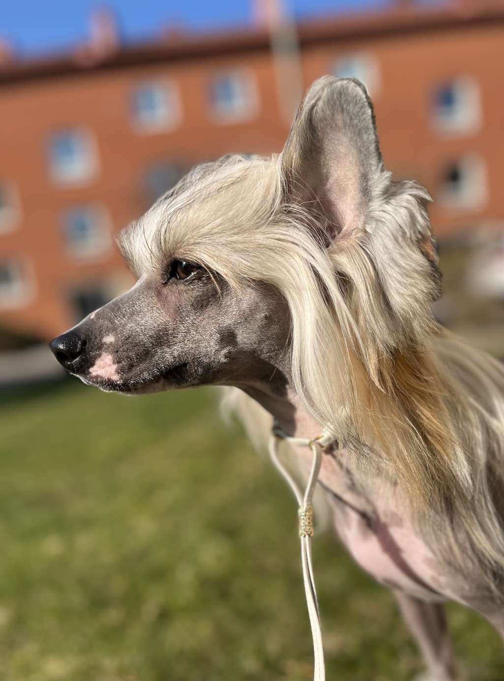 Sirocco Kill Em With Kindness