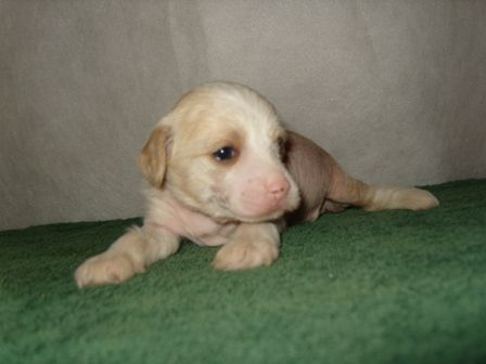 Vellar Pljus Oskar Nunki Bronze Star Ksolo Club