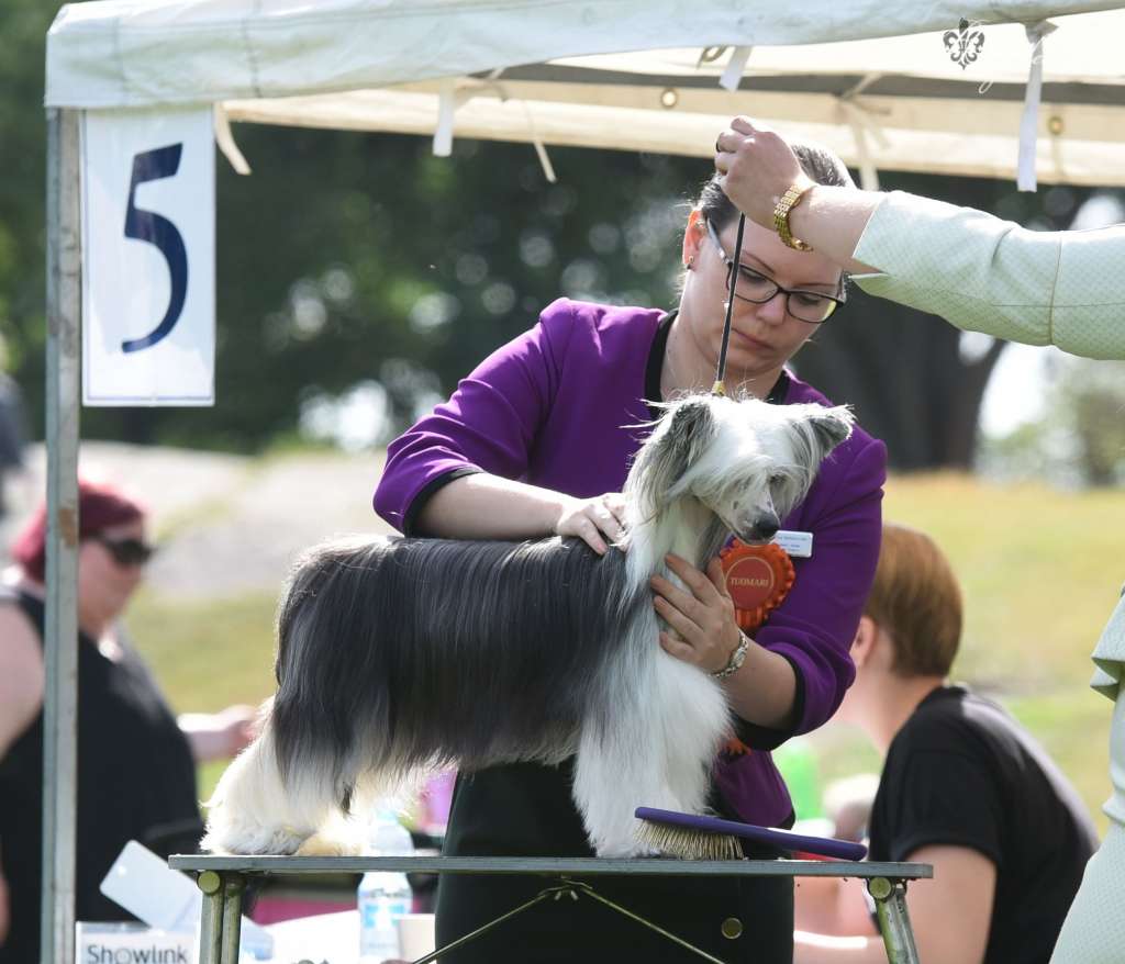 Zhannel's Propaganda