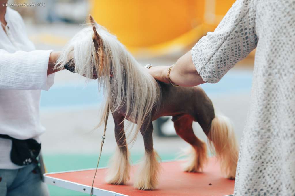 Important Guest de Fageiro