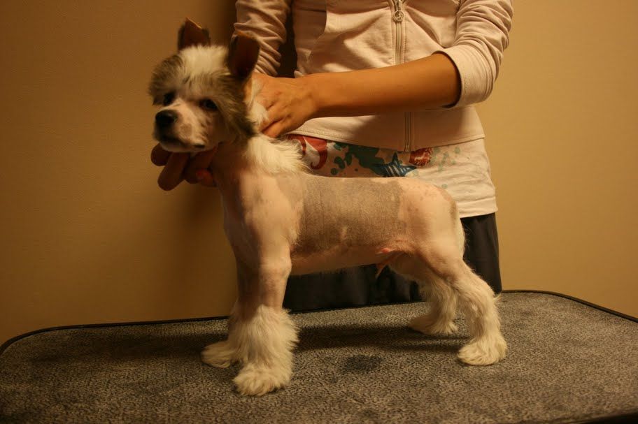 Big Jokes Magnifigue Prince