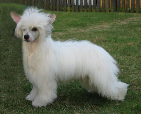 Lionheart Kliffhanger