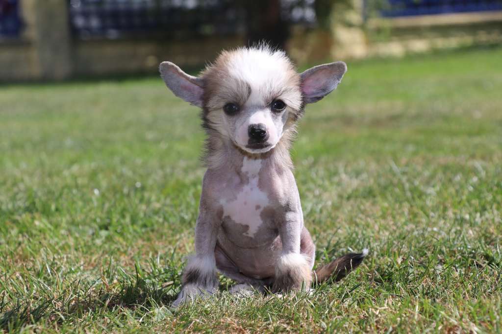 Hey There Delilah Princes de la Roses