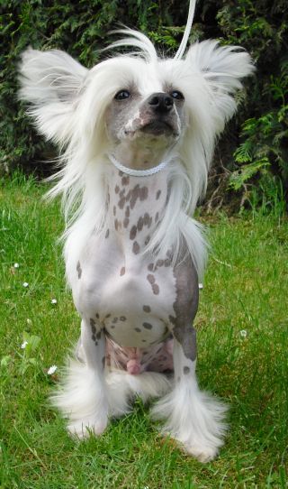 Walk of Fame de GabriTho