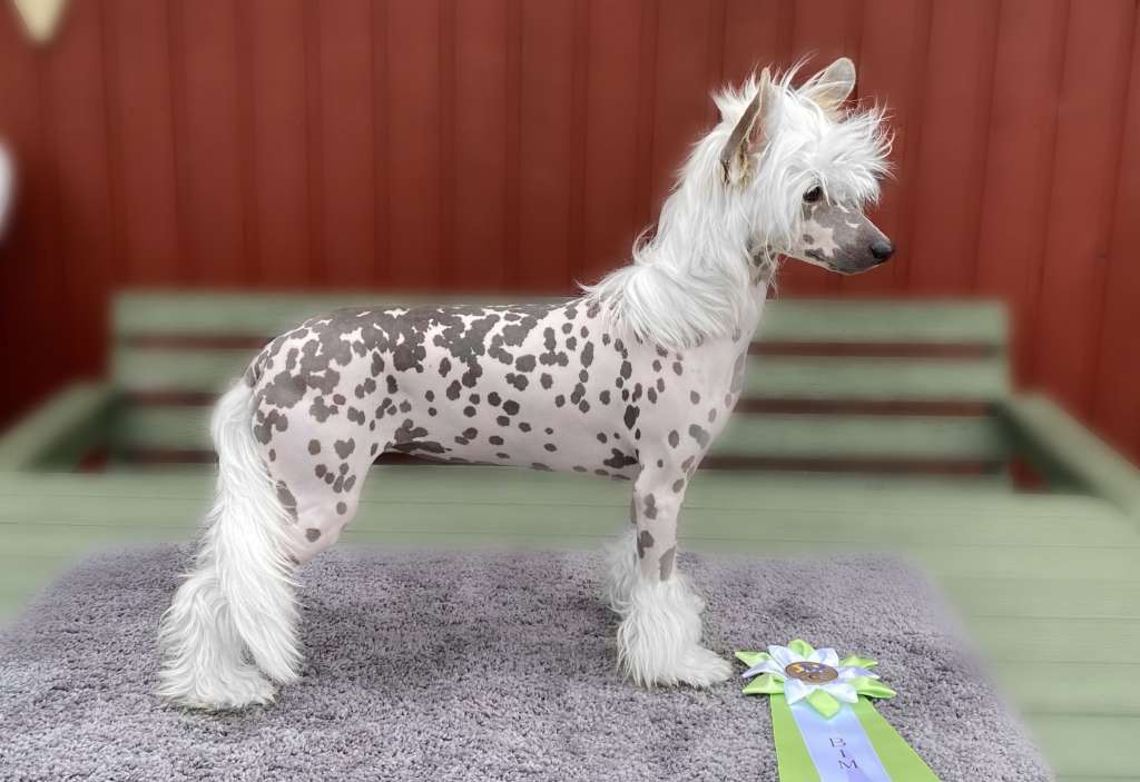 Clezel's It's A Kind Of Magic