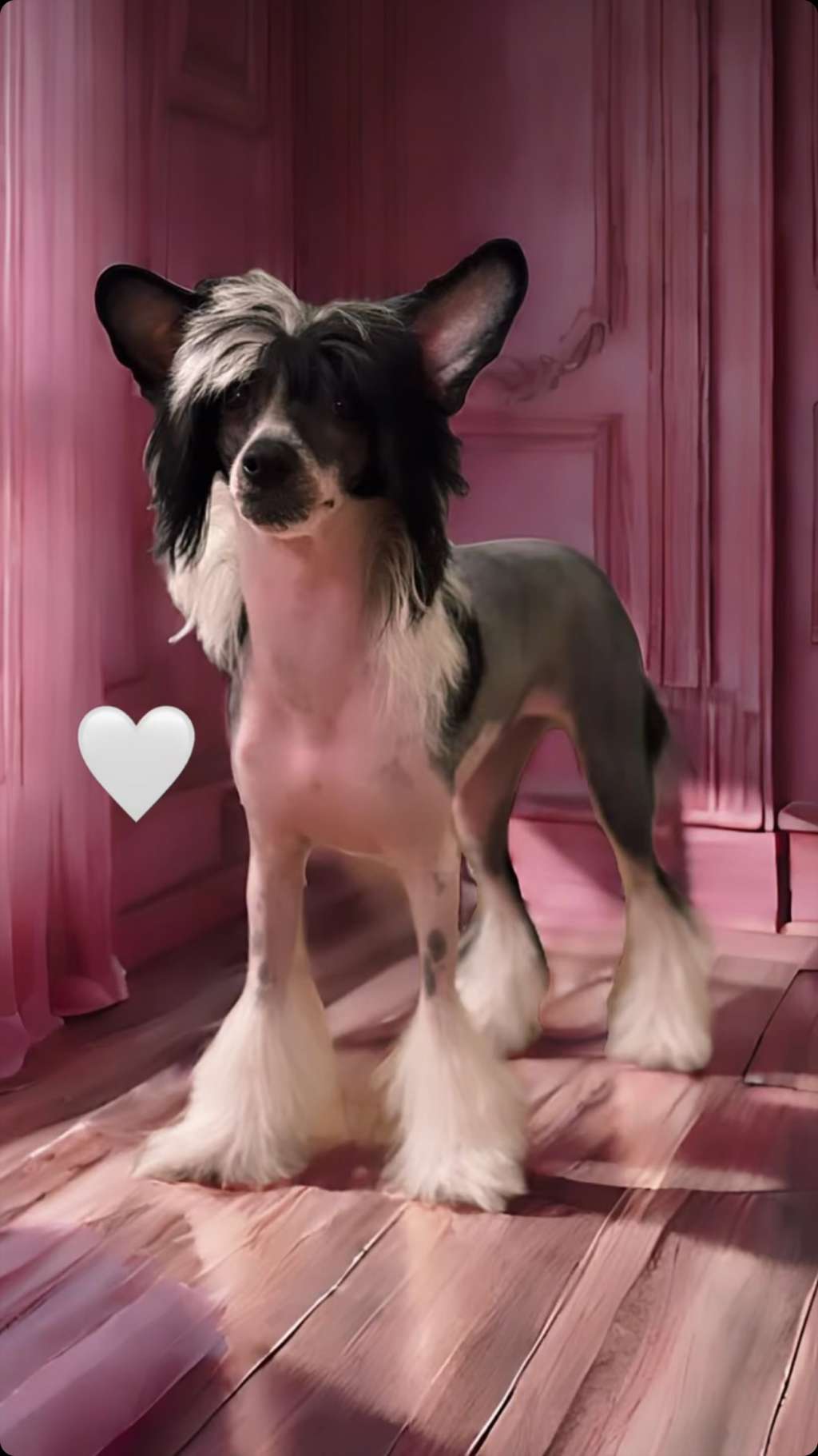 Cladary Triumph Lamie Lakshita