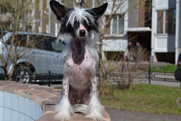 Landkris Zacharie Noah