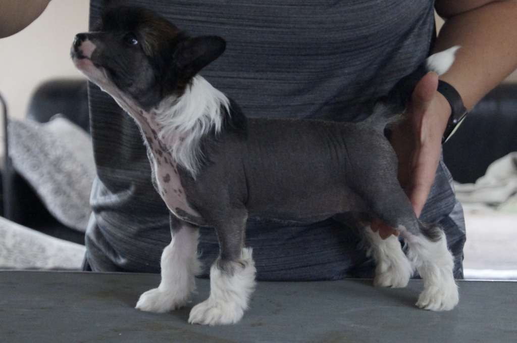 Hottie Tots Glitter N Gossip Girl