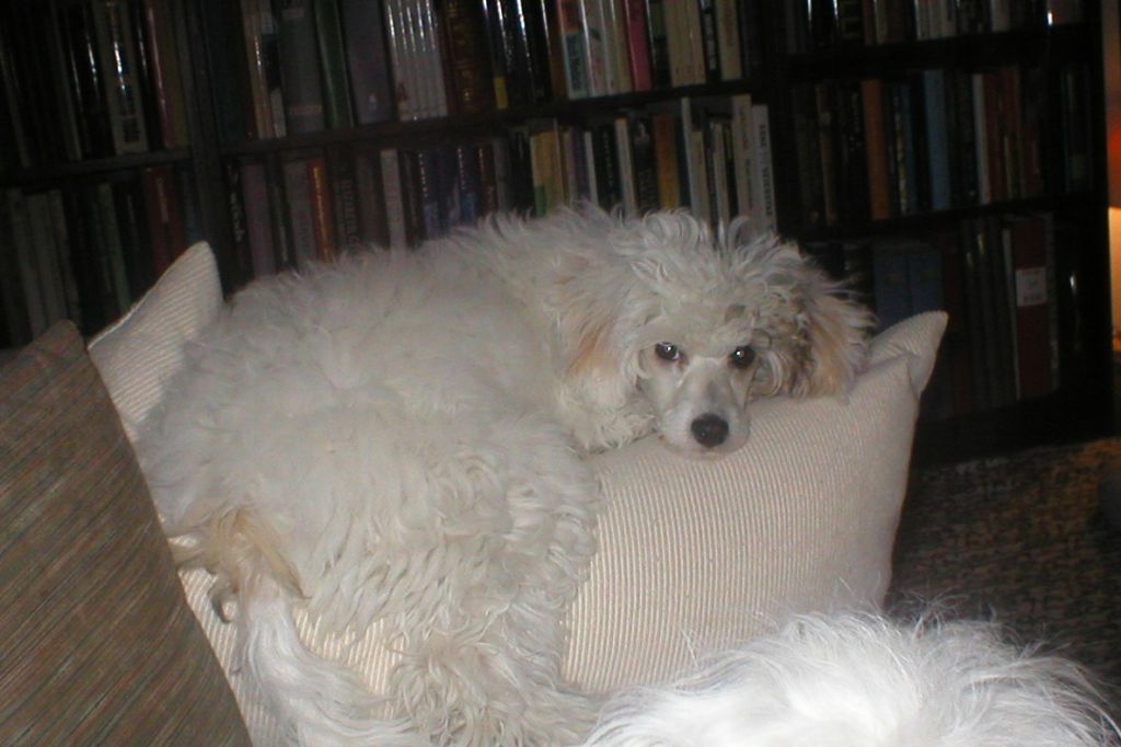 Maldinis Fields Of Gold