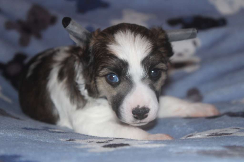 Vampire Of Draca's Of Livin la Vida Loca