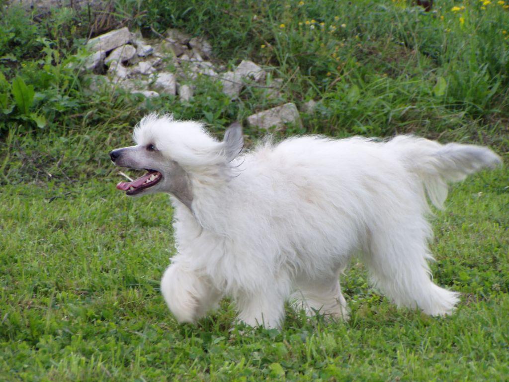 Channtalle Sub-O-Divo