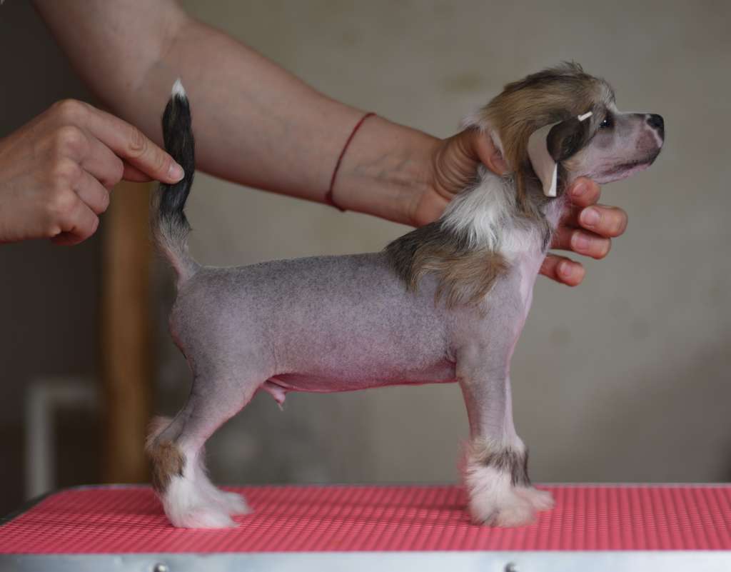 Urmas iz Sozvezdiya Khana