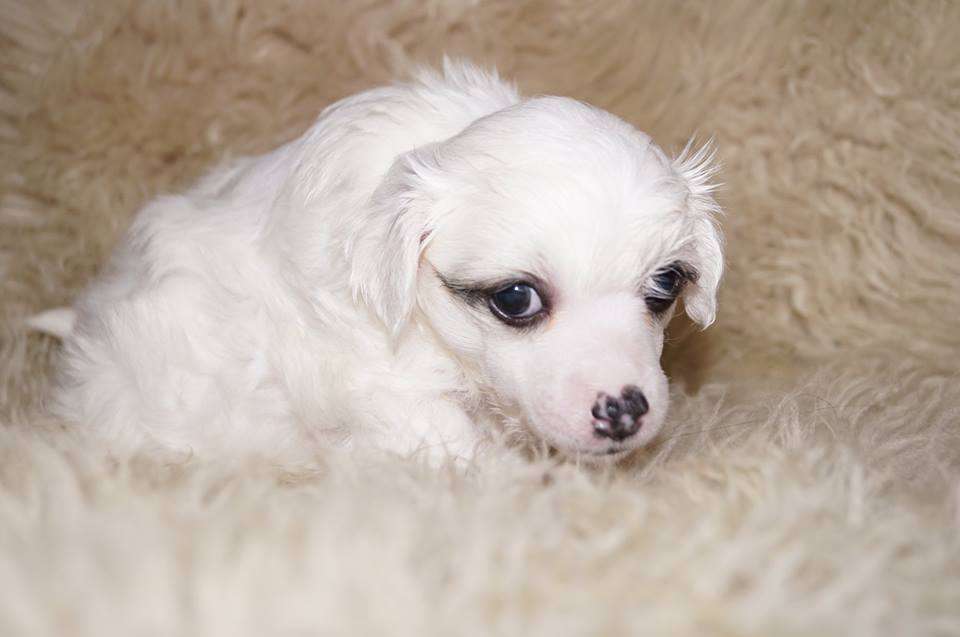 bobbelpops boogi gohst