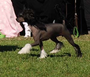 Love Over Gold's Jocose