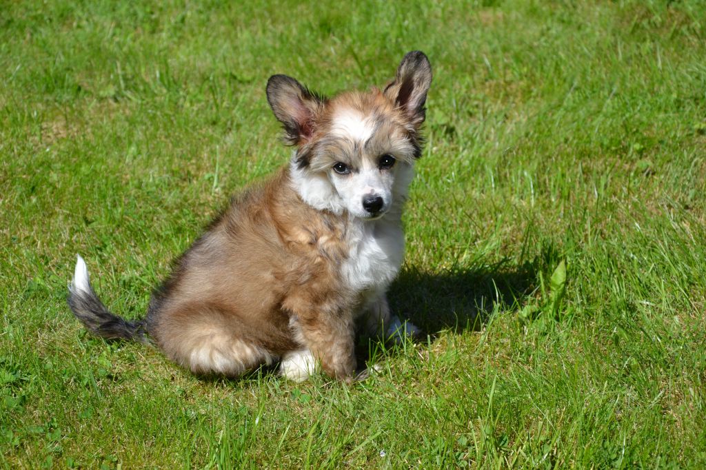 De La Mahafu's KG Mirra