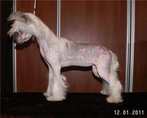 Angel O' Check Yarkaya Zvezda