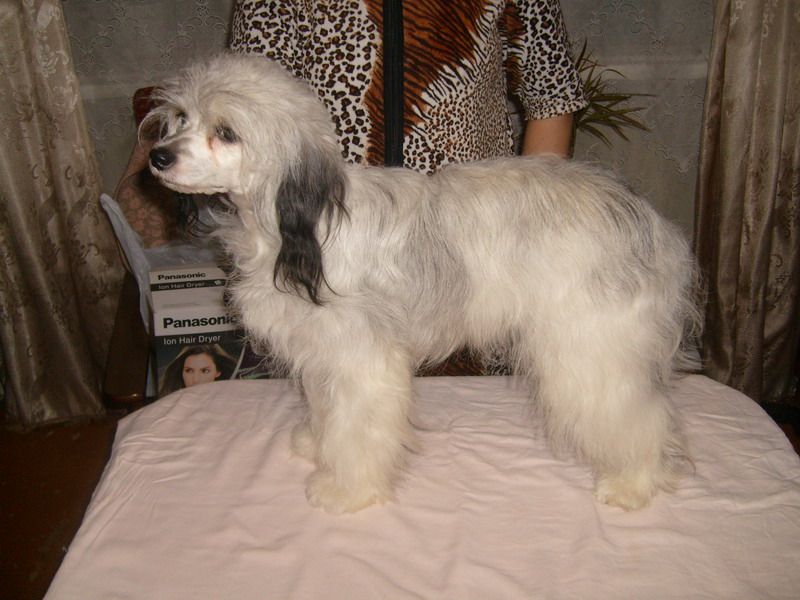 Lustalver's Laksari Girl