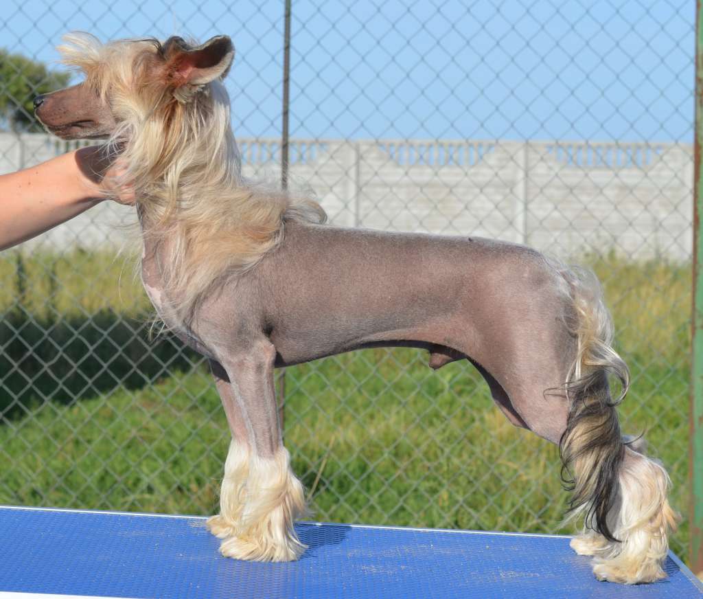 Denville Ozi Vinsent