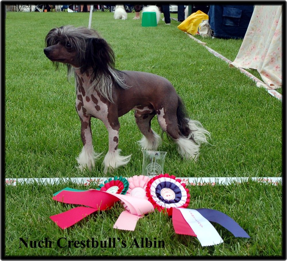 Crestbull's Albin