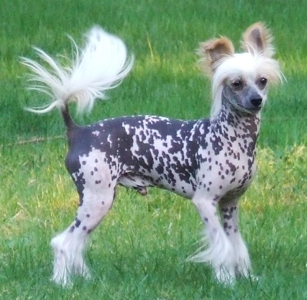 Awan of Chinese Oracle