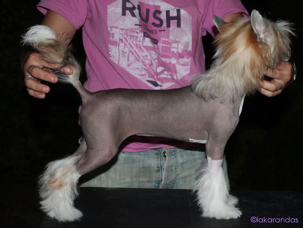 iakarandas Escándalo es un Escándalo