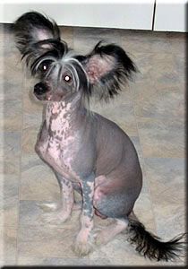 Marachinos Bastian Birke