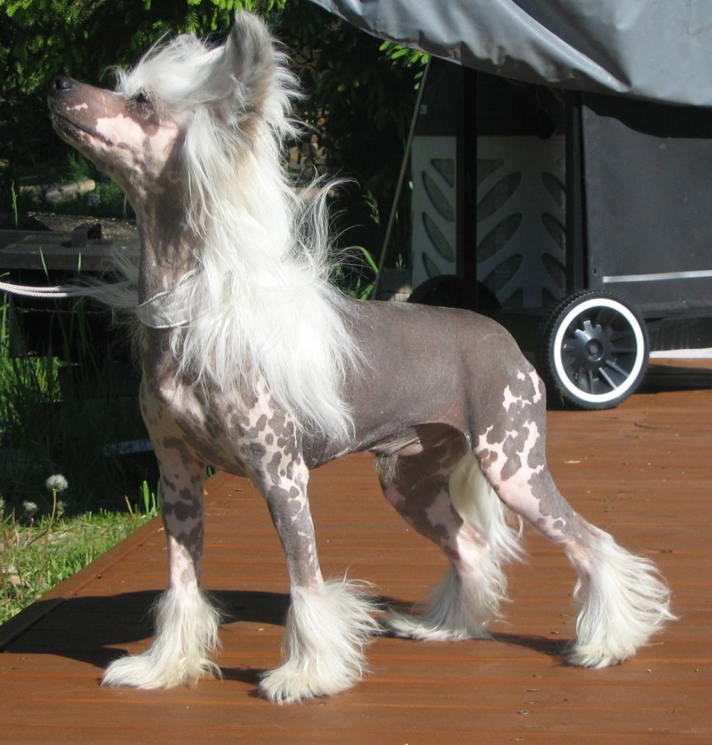 Kiikunkaakun Keinokyynel