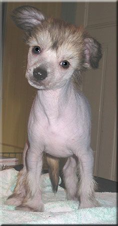 Marachinos I'm A Wildone