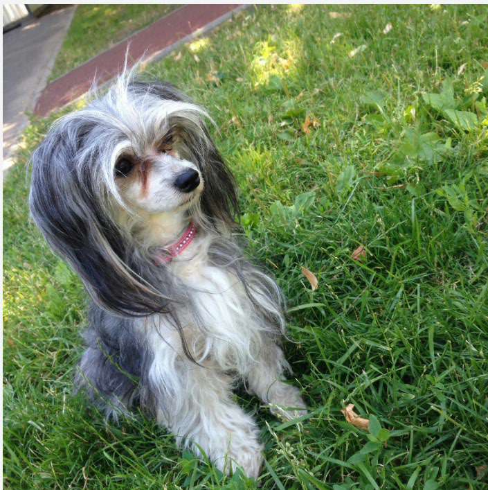 Elfgrace Lavanda Arl