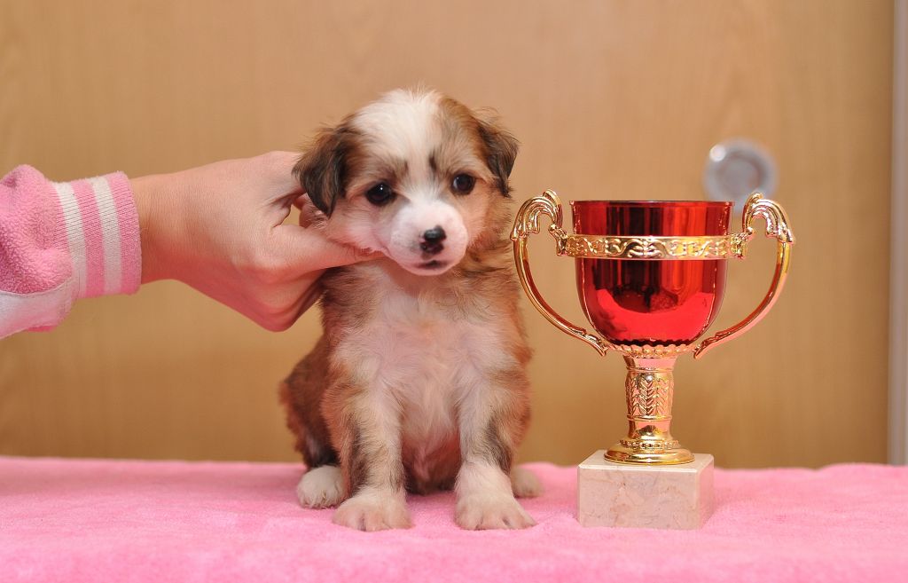 Karnelius Yarik Yantarik