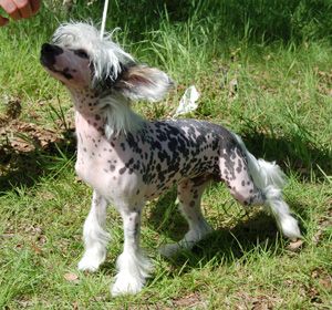 Princess Leia's Rock Me