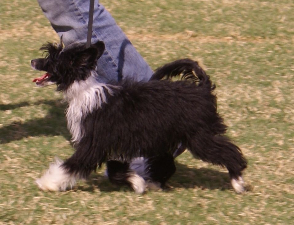 Krishna Ribbons and Lace