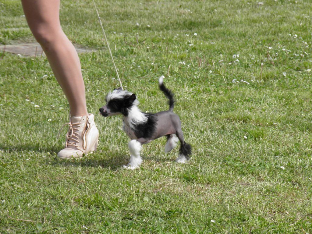 Ring rider Zebra go wild