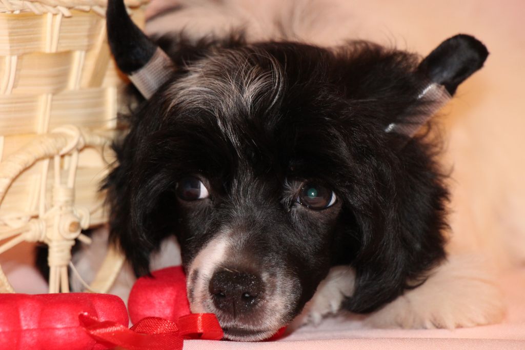 Galser Grace Mlada Air