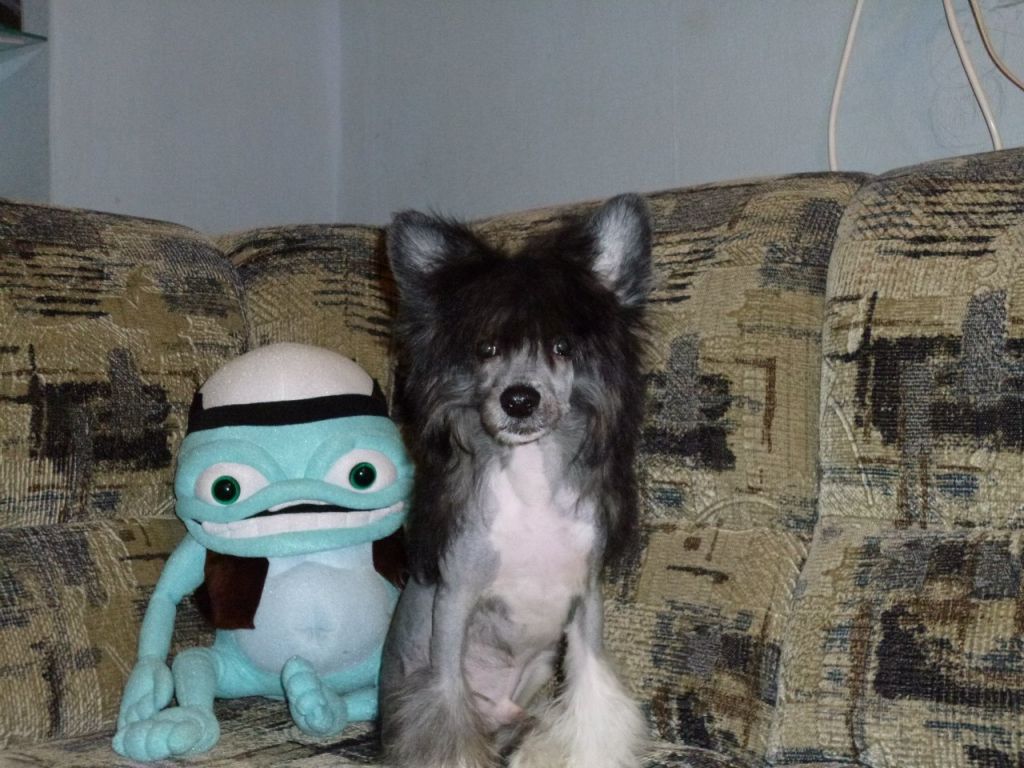 Sariolo Revda Verführer der Frauen