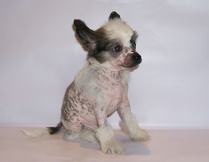 Shanel Glamour Yaguar White