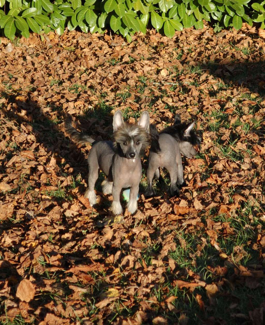 Looping Kokeshi' c Dogs