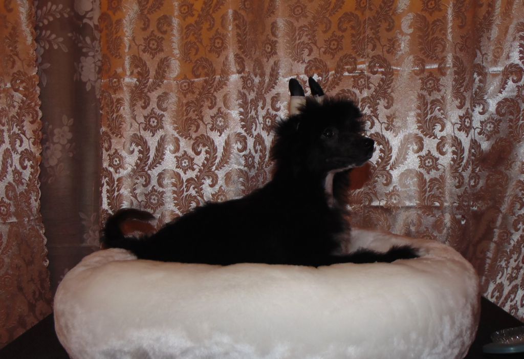 Karnelius Silky Night