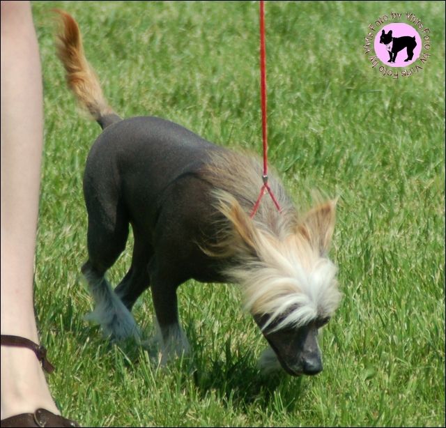 Brytnej Motylek Bialy