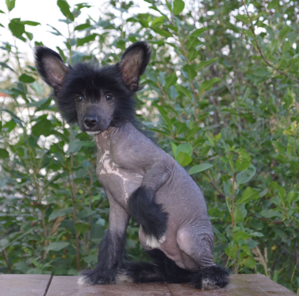 Ognenny Lotos  Pegas