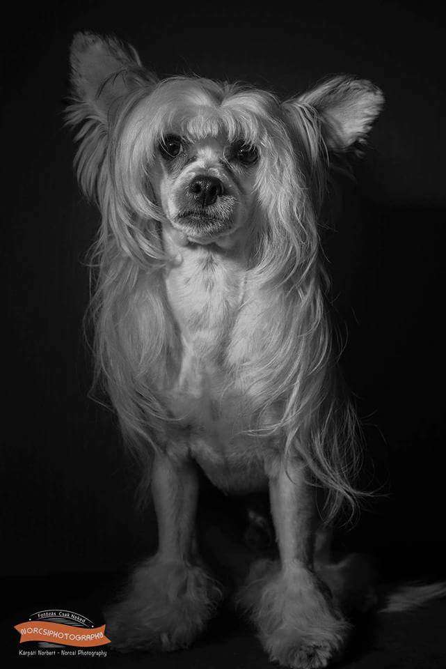 So-soft Don Corleone