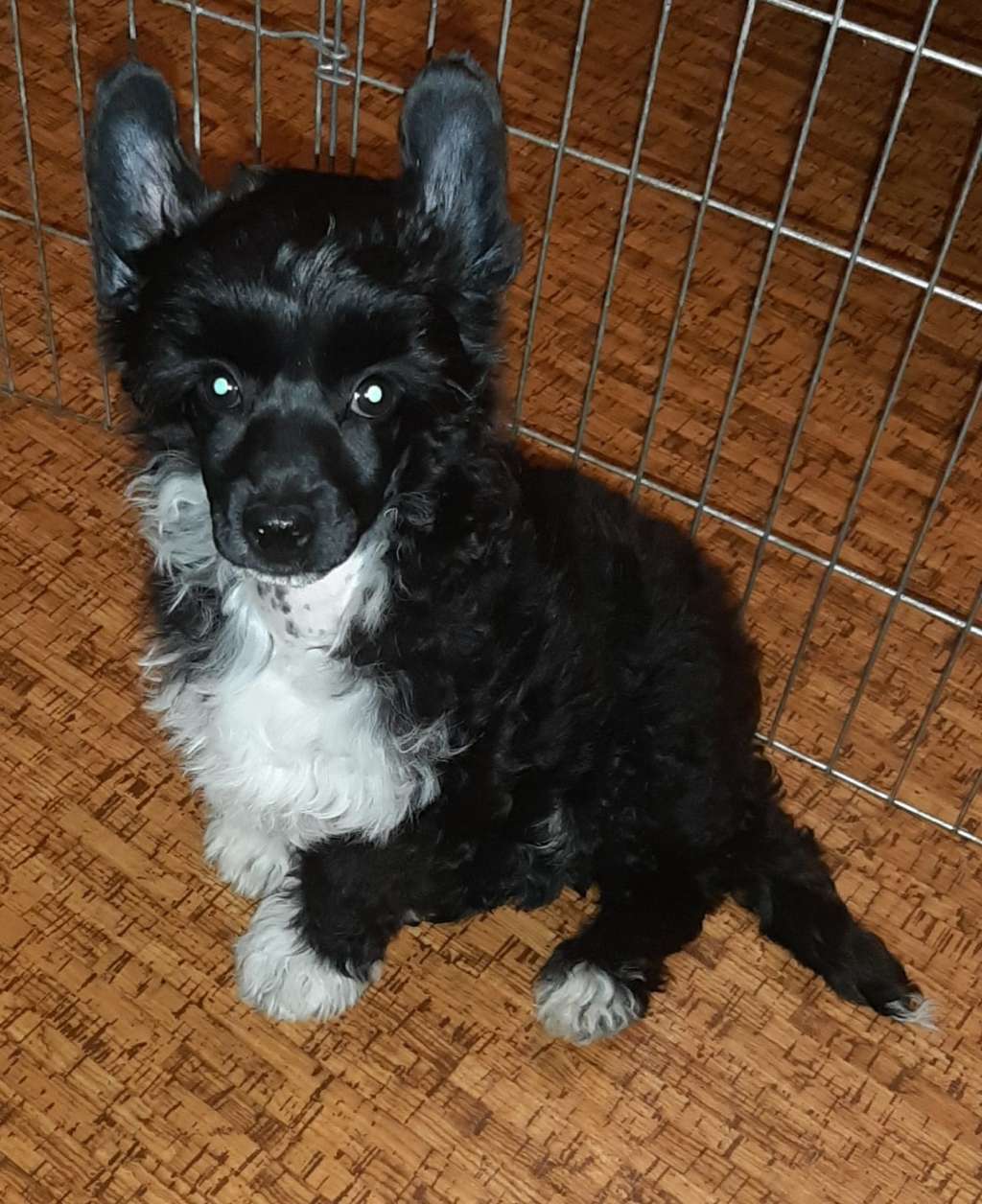 Beachcrest The Cincinnati Kid