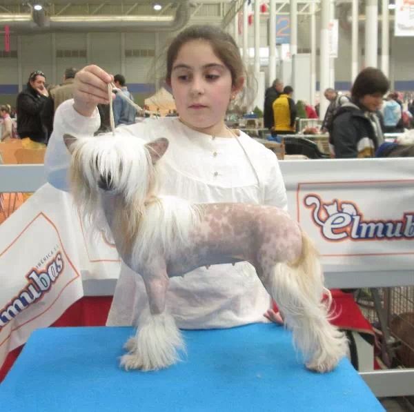 Magnus Staff Blue Blizard