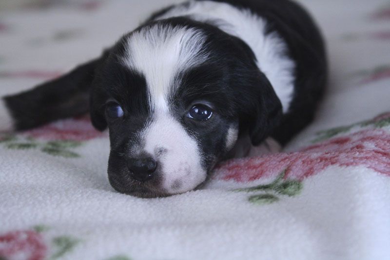 Xodix Extra Exquisite