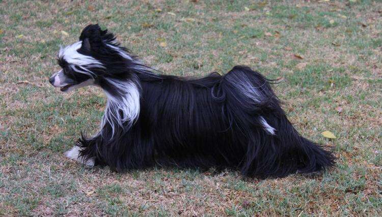 Krescendo Firecracker